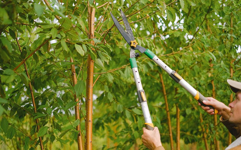 Tree trimming in Huntsville, TN
